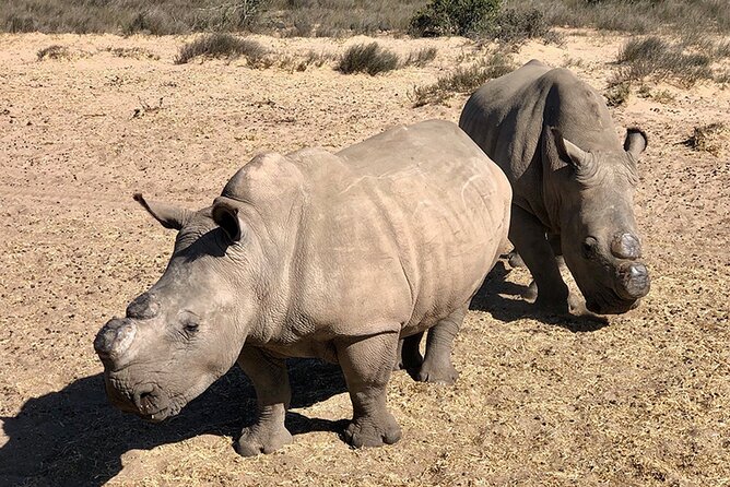 Wildlife Safari, Olive, Beer/Wine Tasting Day Tour from Cape Town - Price and logistics: what you’re really paying for