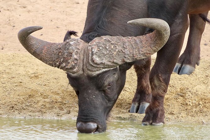 Wildlife Safari, Olive, Beer/Wine Tasting Day Tour from Cape Town - 7:30am pickup to Buffelsfontein: the drive that actually matters
