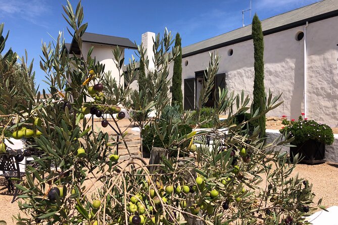 Wildlife Safari, Olive, Beer/Wine Tasting Day Tour from Cape Town - Bloubergstrand and Table Mountain views: the quick photo stop that hits