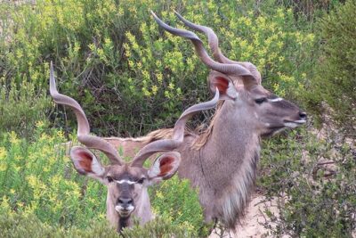Wildlife Safari, Olive, Beer/Wine Tasting Day Tour from Cape Town - Darling Sweet toffee: your short reset after tastings and safari time