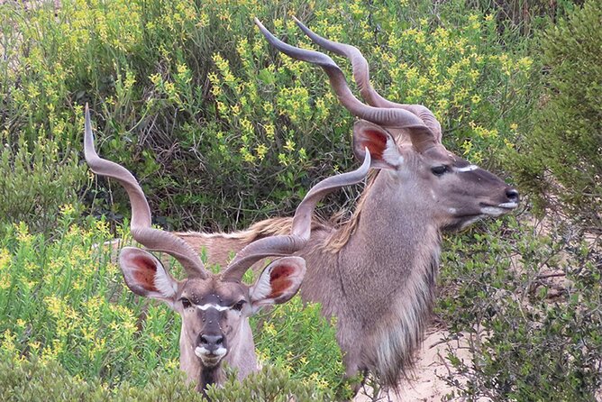 Wildlife Safari, Olive, Beer/Wine Tasting Day Tour from Cape Town - Darling Sweet toffee: your short reset after tastings and safari time