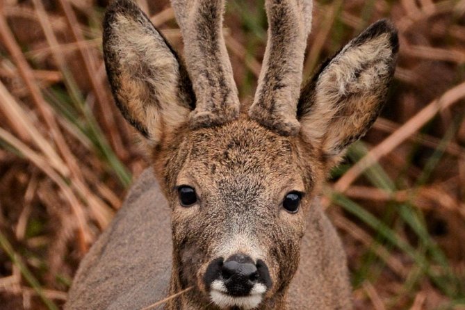 Wildlife Watching Safari by Vehicle & Walks / Photography workshops with a Guide - Private Skye Wildlife Coaching with Stewart W Dawber