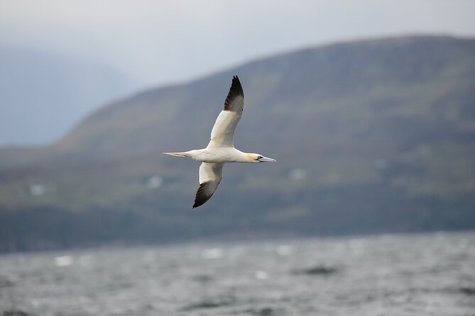 Wildlife Watching Safari by Vehicle & Walks / Photography workshops with a Guide - What You Actually Might See: Realistic Targets on Skye
