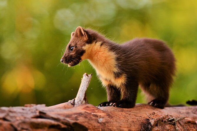Wildlife Watching Safari by Vehicle & Walks / Photography workshops with a Guide - Dogs on Leads, Families, and Small-Group Flow