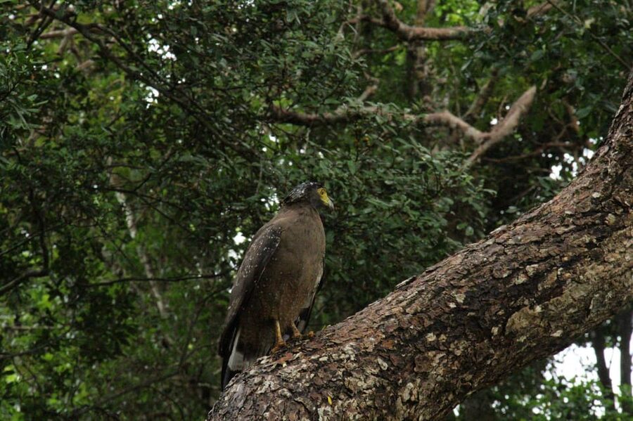 Wilpattu National park - Full day Safari (06:00am - 18:00pm) - Park Entry Tickets and Budget Reality