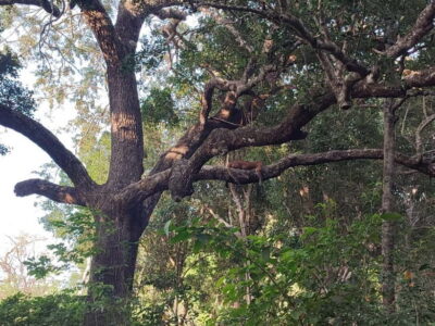 Wilpattu National park - Full day Safari (06:00am - 18:00pm) - First Light at Galkadawala: The Morning Start That Changes Everything