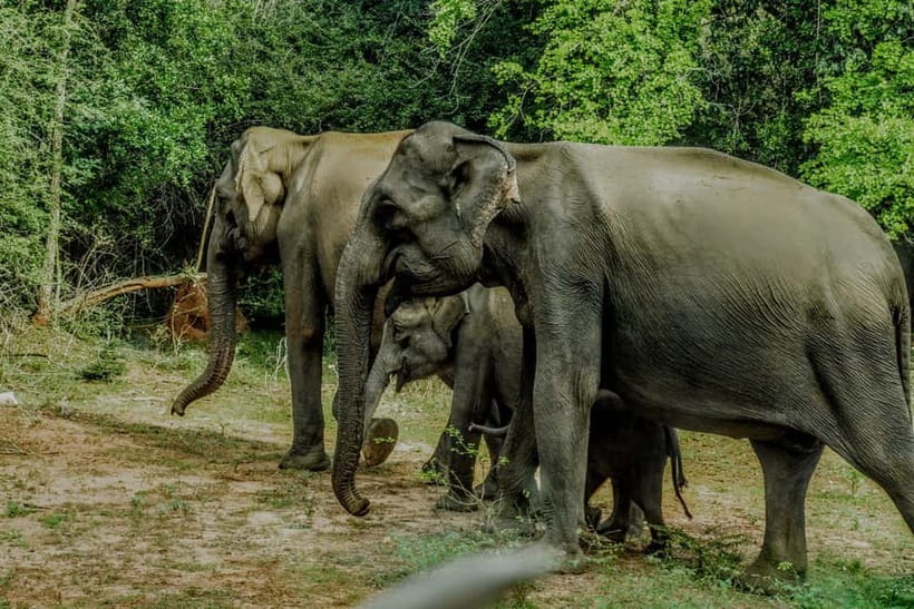 Wilpattu National park - Full day Safari (06:00am - 18:00pm) - Photo Stops and Guided Sightseeing: Capturing the Moments Without Missing Them
