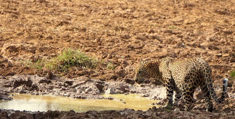 Wilpattu National park - Full day Safari (06:00am - 18:00pm) - Meals on Safari: Breakfast, Lunch, Fruits, Water, and Cool Drinks