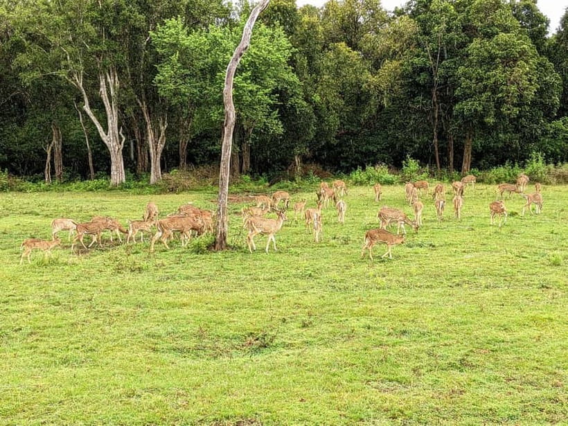 Wilpattu National park - Full day Safari (06:00am - 18:00pm) - The 44 Jeep and Small Group Value (Max 6 Passengers)