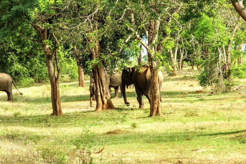Wilpattu National park - Full day Safari (06:00am - 18:00pm) - Timing That Matters: What 06:00 to 18:00 Really Means