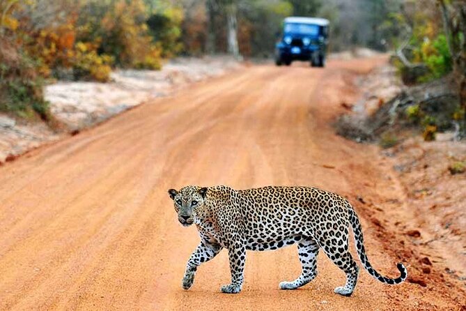 Wilpattu National Park Jeep Safari from Negombo / Waikkal (All Inclusive) - Key things that make this Wilpattu jeep safari worth your time