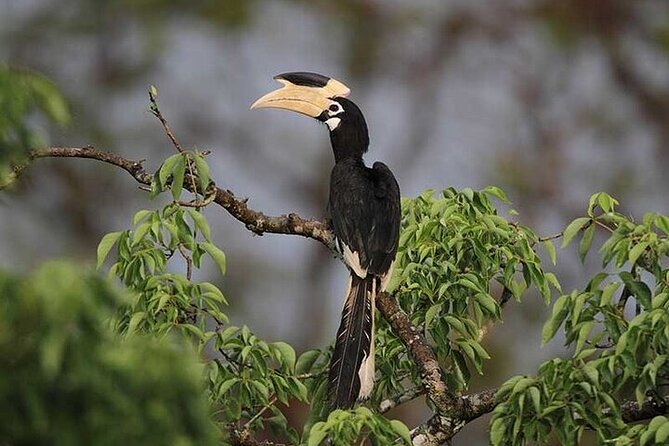 Wilpattu National Park Jeep Safari from Negombo / Waikkal (All Inclusive) - Wildlife spotting: what to realistically hope for