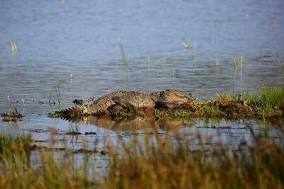 Wilpattu National Park Jeep Safari from Negombo / Waikkal (All Inclusive) - Your day inside Wilpattu: what “full day” really means