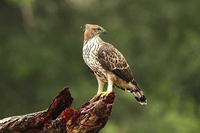 Wilpattu National Park Jeep Safari from Negombo / Waikkal (All Inclusive) - Food, water, and comfort on a 10–16 hour safari day