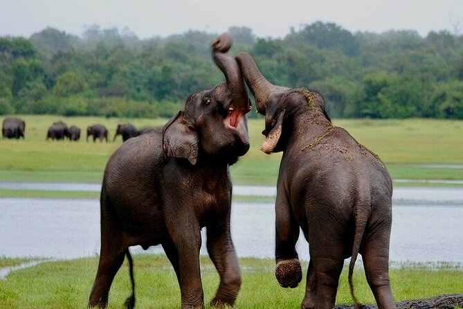 Wilpattu National Park Jeep Safari from Negombo / Waikkal (All Inclusive) - Price and value: is $152 all-inclusive a good deal?