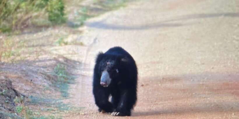 Wilpattu National park - Morning or Afternoon Safari - Quick Hit Points: What You Should Know Before You Go