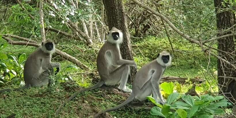 Wilpattu National park - Morning or Afternoon Safari - What Can Go Wrong: Vehicle Convoys, Long Days, and Missed Highlights