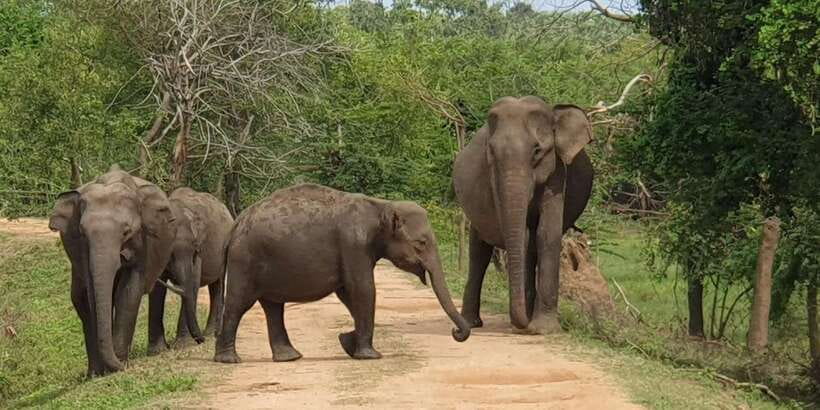Wilpattu National park - Morning or Afternoon Safari - Wilpattu Safari Reality Check: Price, Timing, and What You’re Actually Buying