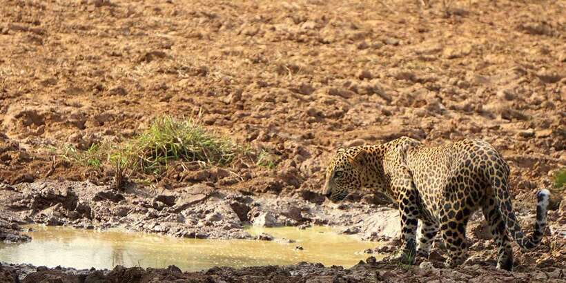Wilpattu National park - Morning or Afternoon Safari - Inside Wilpattu: The Habitat Mix Your Guide Will Work With