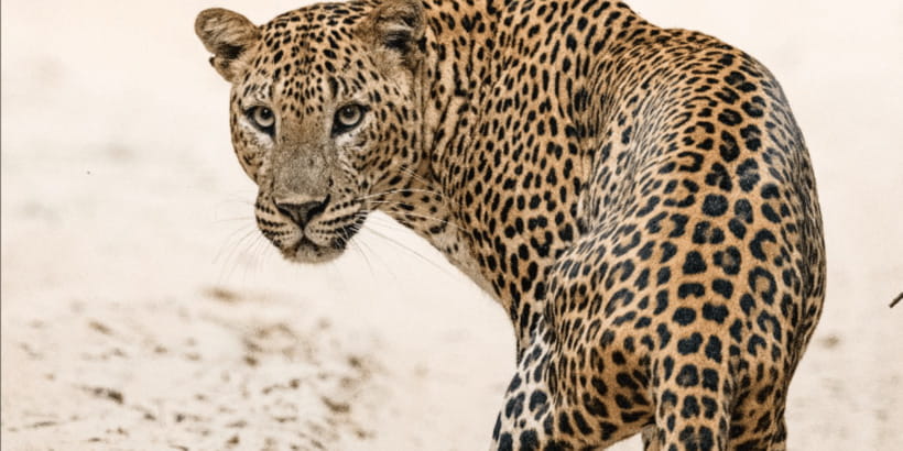 Wilpattu National park - Morning or Afternoon Safari - Kudiramale Point, Pomparippu, and the Villu Areas: Why Those Names Matter