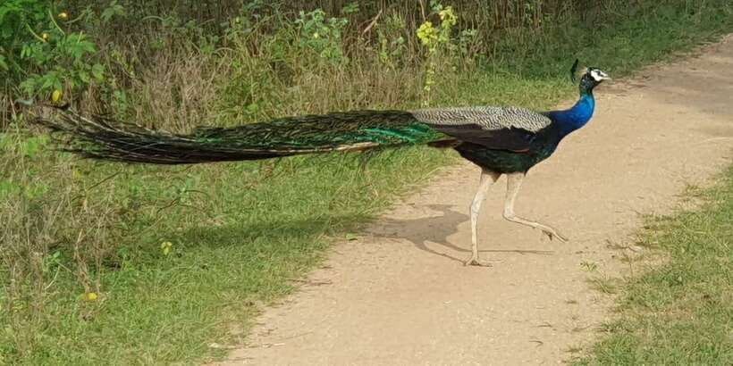 Wilpattu National park - Morning or Afternoon Safari - Jeeps and Group Size: Comfort Helps, But It Won’t Guarantee the Sighting