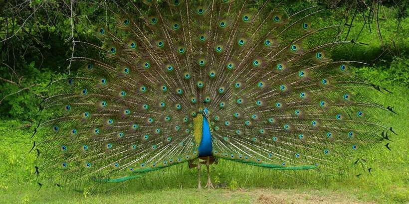 Wilpattu National park - Morning or Afternoon Safari - Morning vs Afternoon Safari: Picking the Timing That Fits Your Day