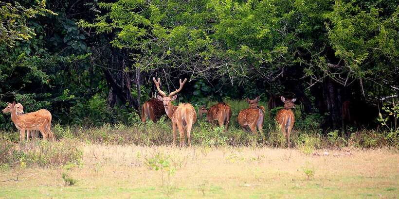 Wilpattu National Park: Morning or Afternoon Safari - Pickup + timing: the real meaning of 5–10 hours