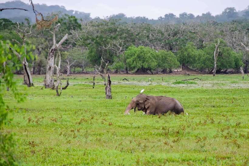 Wilpattu National Park: Private Safari - Key Things I Think You’ll Enjoy Most