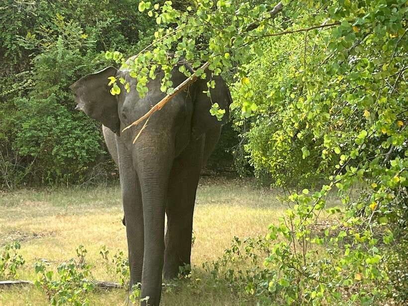 Wilpattu National Park: Private Safari - Wilpattu’s Willus: the water system that drives the safari