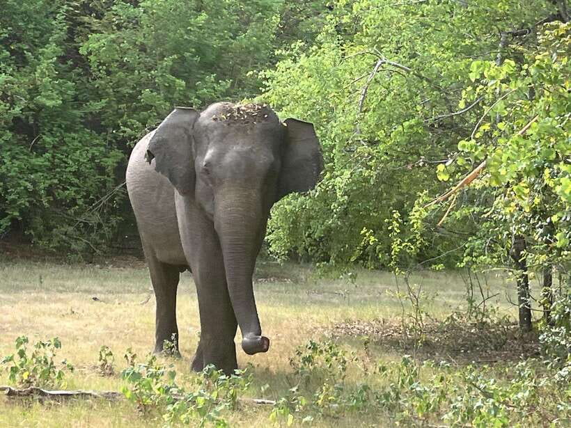 Wilpattu National Park: Private Safari - Entering Wilpattu: what the first stretch should feel like