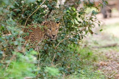 Wilpattu National Park: Private Safari - Leopards and elephants: what your 5 hours are really buying