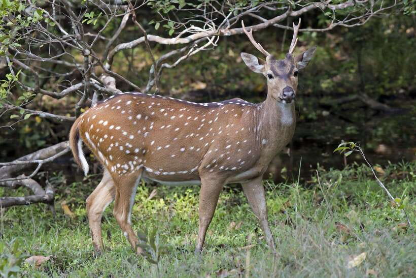 Wilpattu National Park: Private Safari - How the drive turns into wildlife viewing (and why timing matters)