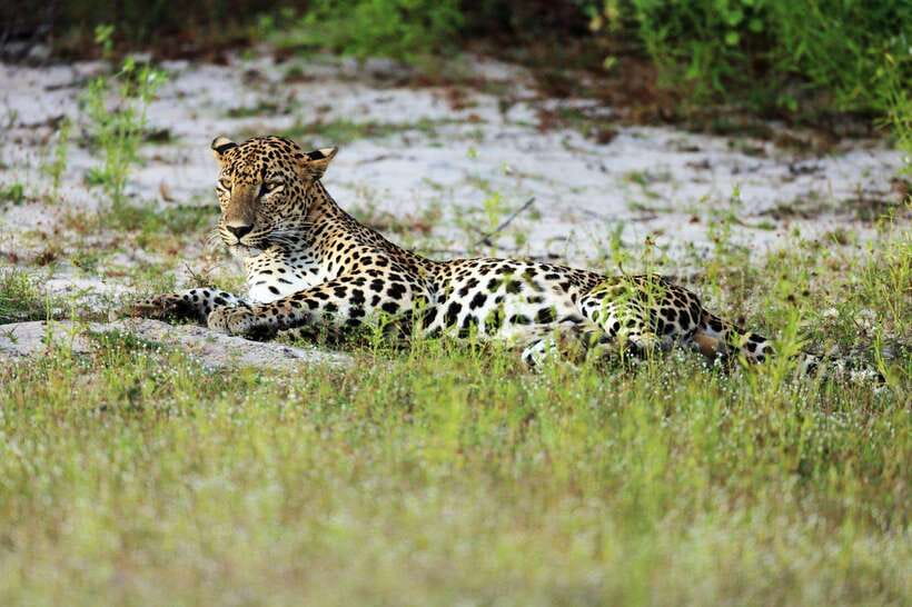 Wilpattu National Park: Private Safari - Price and value: is $35 per person a smart buy?