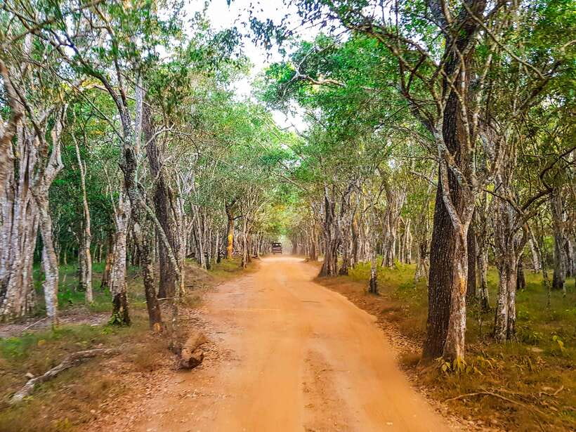 Wilpattu National Park: Private Safari - What to bring and how to set yourself up for better sightings