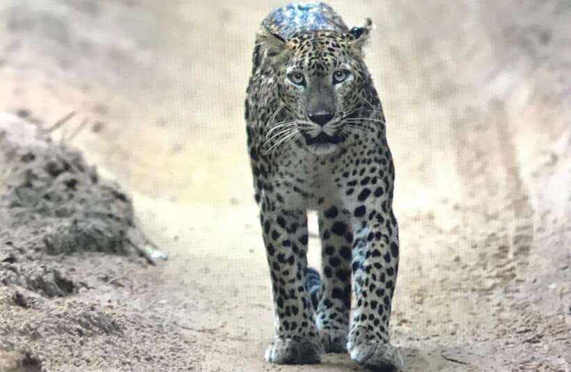 Wilpattu National Park: Private Safari - Who should book this Wilpattu Private Safari, and who might be disappointed