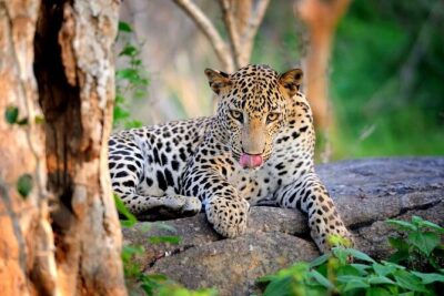 Wilpattu National Park Safari | Jeep with Tickets - Entering Wilpattu: Tickets Included and How the Day Starts