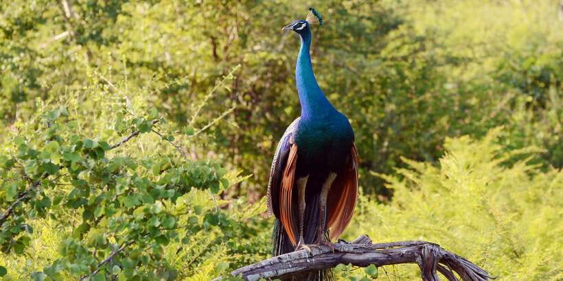 Wilpattu National Park Safari Tour from Colombo - Key highlights that matter in real life