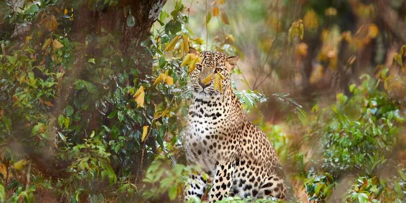 Wilpattu National Park Safari Tour from Colombo - Wilpattu’s willus: why this park feels different