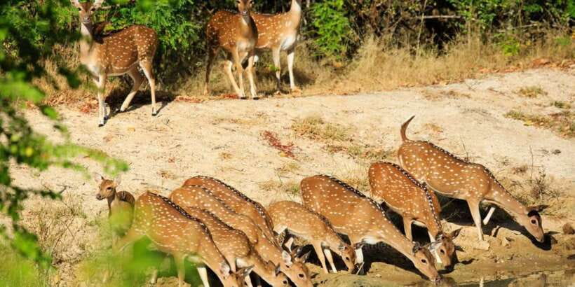 Wilpattu National Park Safari Tour from Colombo - Inside the park: what the 3-hour 4WD game drive is really for