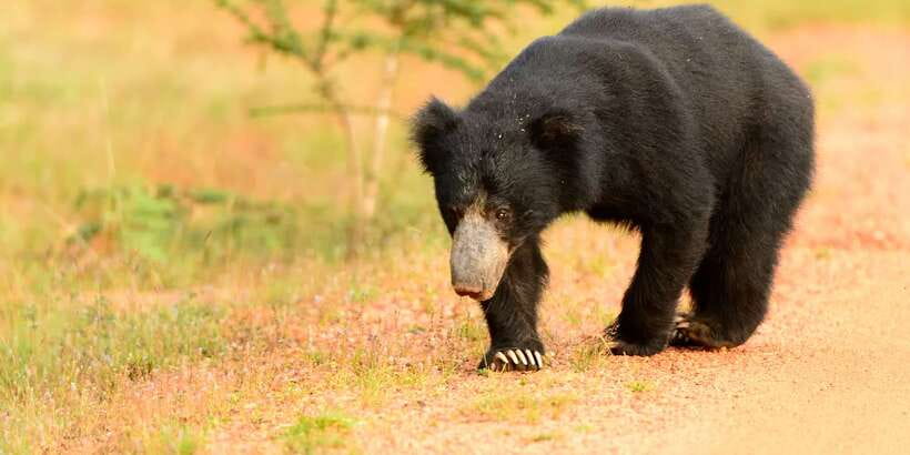 Wilpattu National Park Safari Tour from Colombo - The animals checklist: who you’ll hope to see