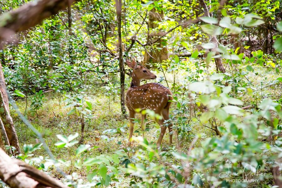 Wilpattu National Park Safari Tour from Colombo - Lunch near Puttalam Hotel: good fuel, not a guaranteed gourmet stop