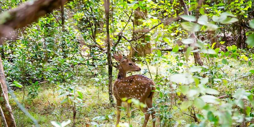 Wilpattu National Park Safari Tour from Colombo - Price and value: what $105 covers, and what to budget
