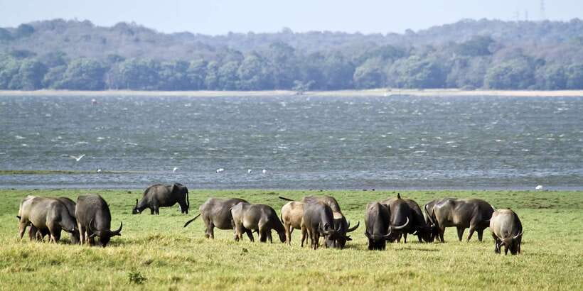 Wilpattu National Park Safari Tour from Colombo - Guides and drivers: why their style changes the whole day