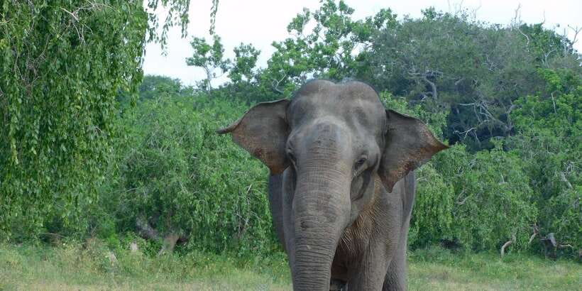 YALA BLOCK 5 & 6 (Weheragala & Lunugamwehera) Safari Tours - Key Things That Make This Yala Block 5 & 6 Safari Work