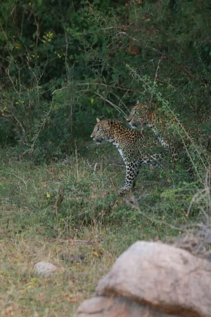 YALA BLOCK 5 & 6 (Weheragala & Lunugamwehera) Safari Tours - Who Should Book This Safari (and Who Might Think Twice)