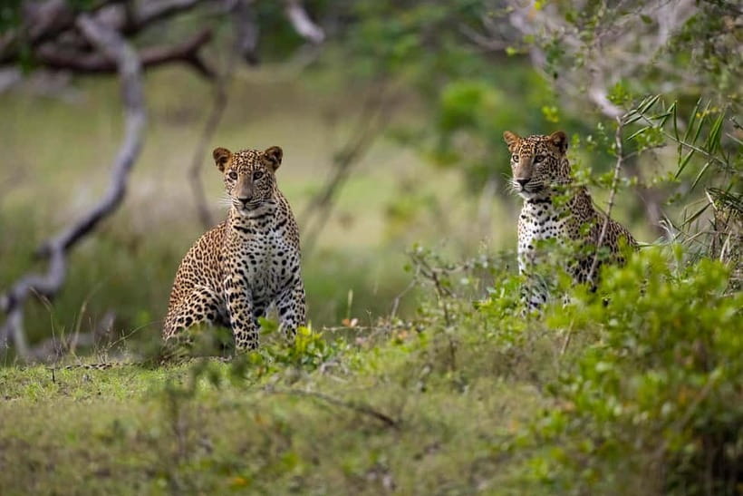 YALA BLOCK 5 & 6 (Weheragala & Lunugamwehera) Safari Tours - Yala’s Quiet Side: What Block 5 & 6 Changes for Your Safari
