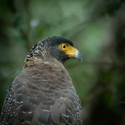 YALA BLOCK 5 & 6 (Weheragala & Lunugamwehera) Safari Tours - Hotel Pickup That Makes the Day Feel Effortless