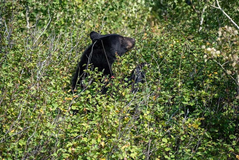YALA BLOCK 5 & 6 (Weheragala & Lunugamwehera) Safari Tours - Lunugamwehera (Block 6): A 5-Hour Safari With Less Rush