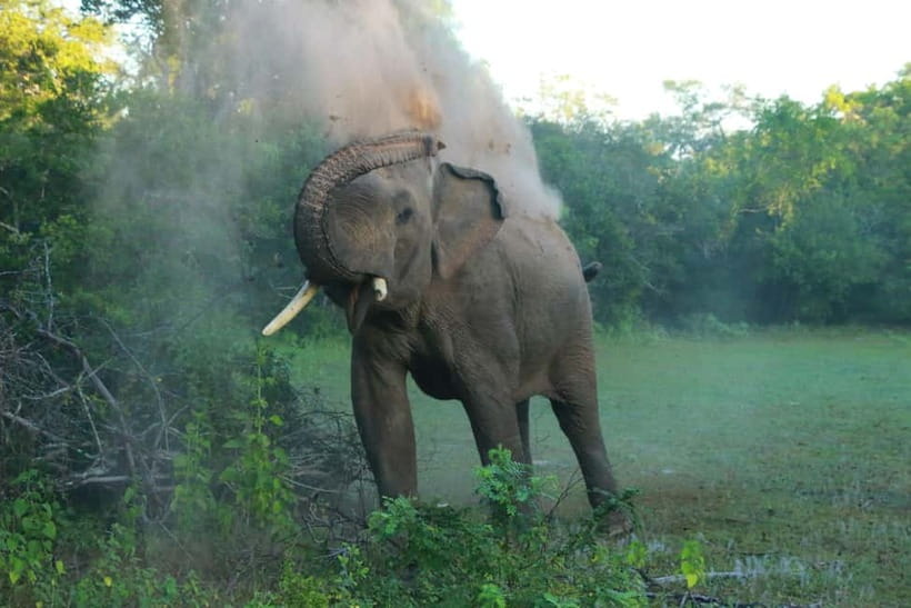 YALA BLOCK 5 & 6 (Weheragala & Lunugamwehera) Safari Tours - Weheragala (Block 5) With One Entry Ticket: Cover More Ground Without More Hassle