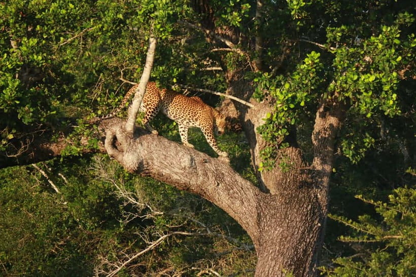 YALA BLOCK 5 & 6 (Weheragala & Lunugamwehera) Safari Tours - How Long Should You Go: Half-Day vs Full-Day Timing